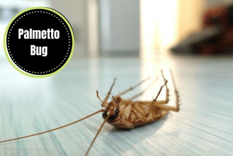 Identify And Get Rid Of Palmetto Bugs An Easy Visual Guide The