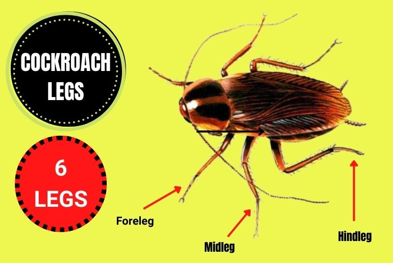 How Many Legs Do Cockroaches Have?