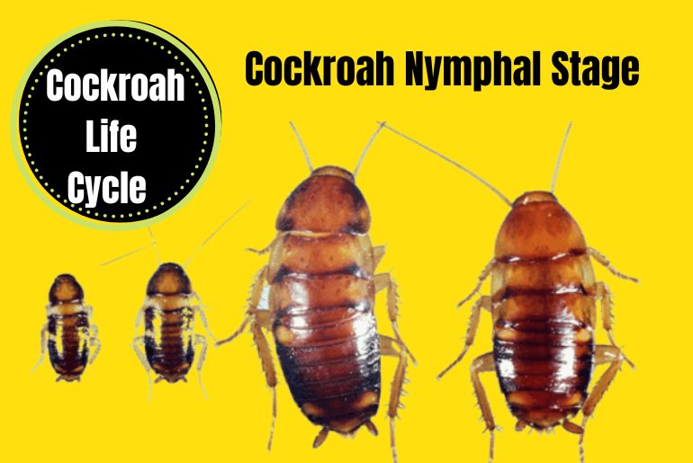 Life Cycle of Cockroach 