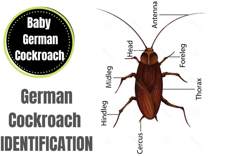 German BABY Cockroach 
