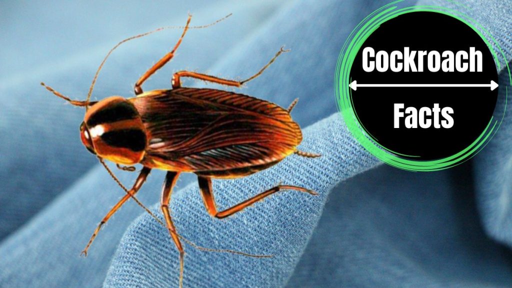 How Many Legs Do Cockroaches Have? - The Cockroach Facts