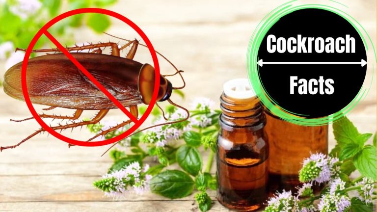 Cockroach Repellents