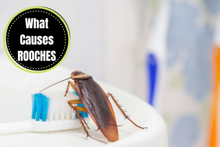 What Causes Roaches 