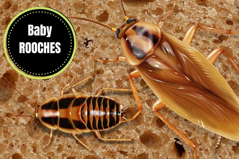 What Does A Baby Roach Look Like? Everything You Need To Know - The ...