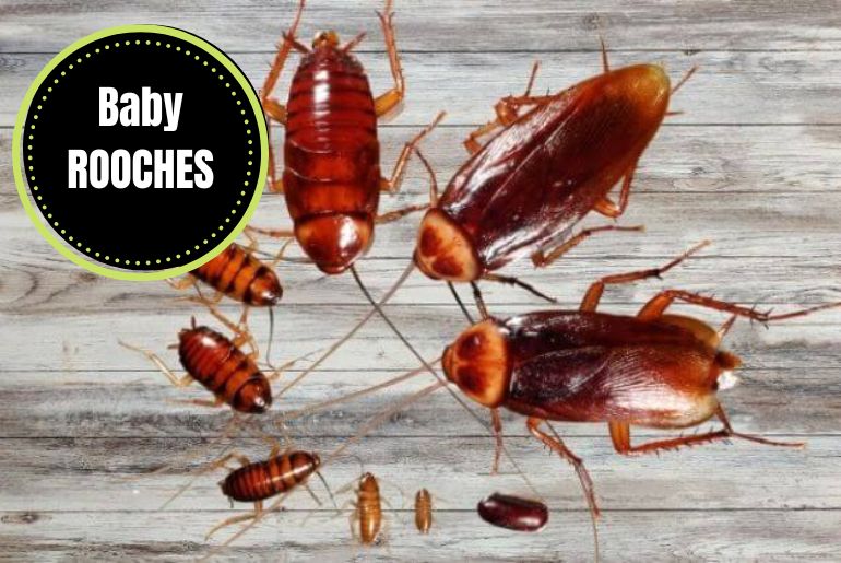 baby roaches