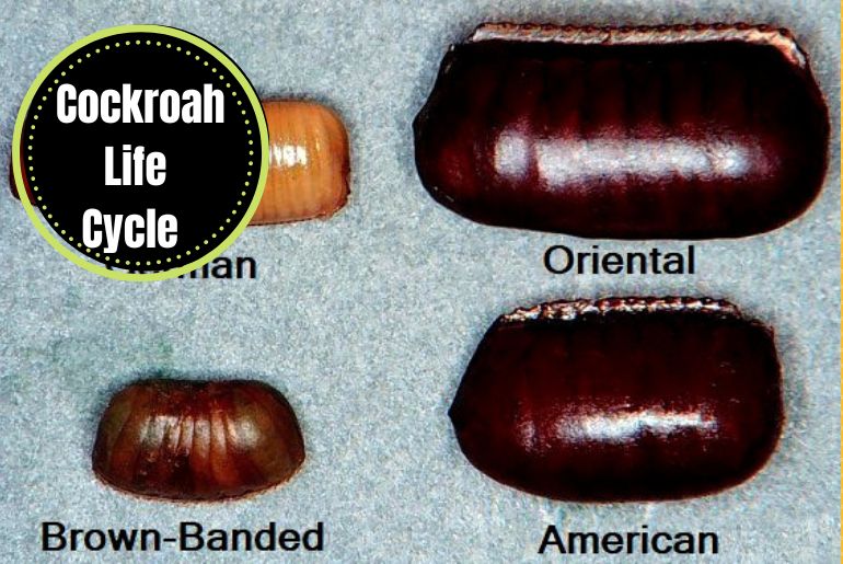 Life Cycle of Cockroach 