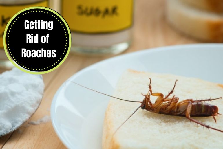 How to Get Rid of Roaches-