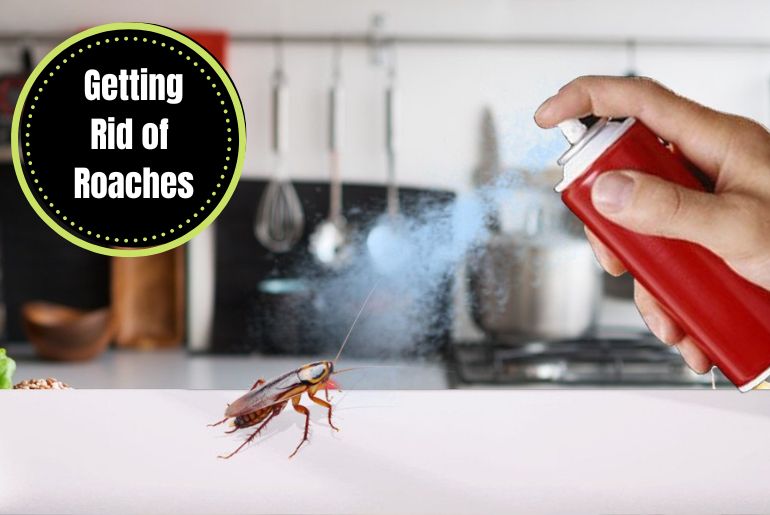 How to Get Rid of Roaches