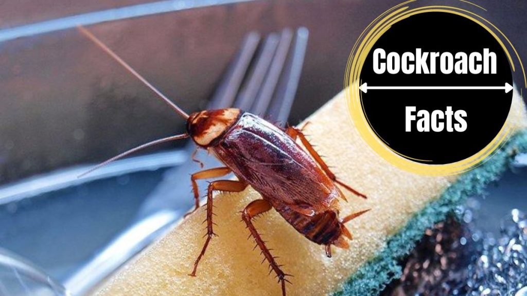 What Causes Roaches In Your House And Office? The Cockroach Facts