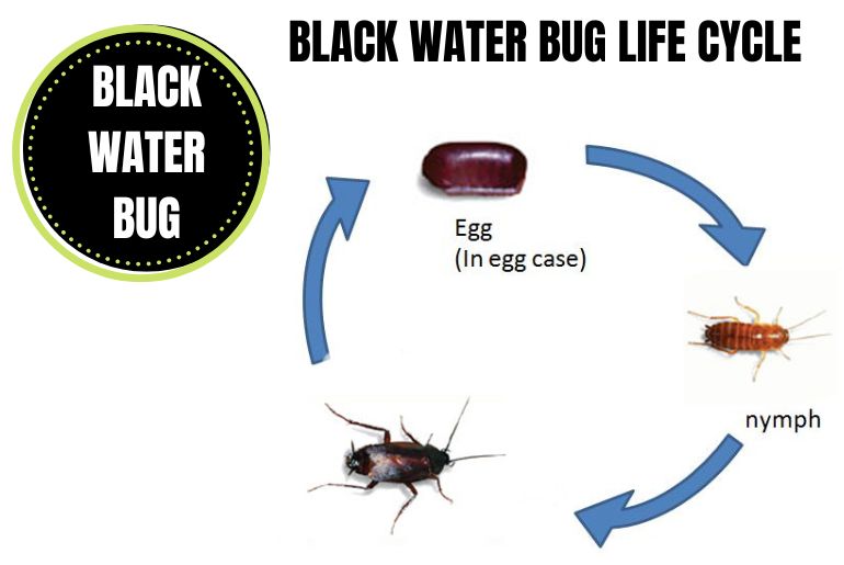 Black Water Bug life cycle