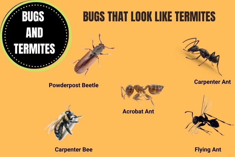 5 Bugs that Look Like Termites