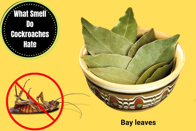 Bay leaves that Cockroaches Hate