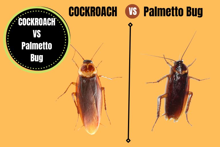 Palmetto Bug Vs Cockroach