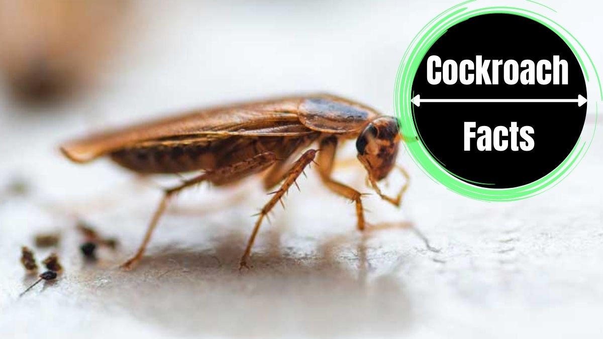 Cockroach Eggs vs Poop