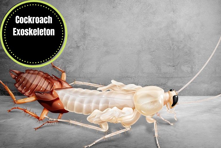 Cockroach Exoskeleton
