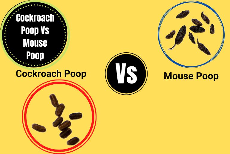 Cockroach Poop Vs Mouse Poop