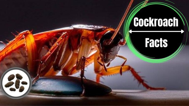 Cockroach poop