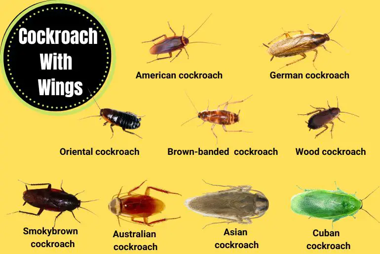 Cockroaches With Wings