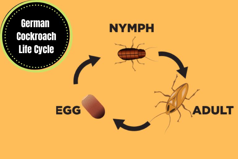 German Cockroach Life Cycle