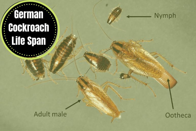 German Cockroach Life Span
