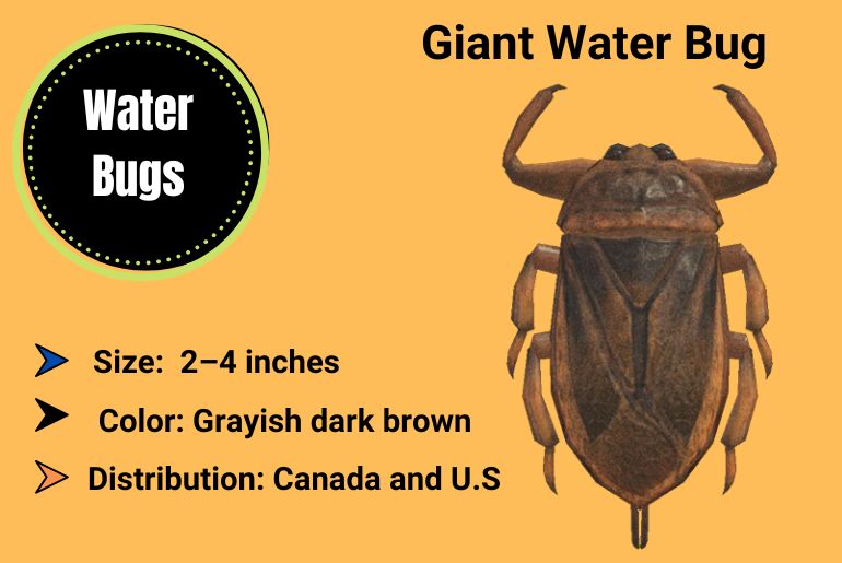 Giant water Bug