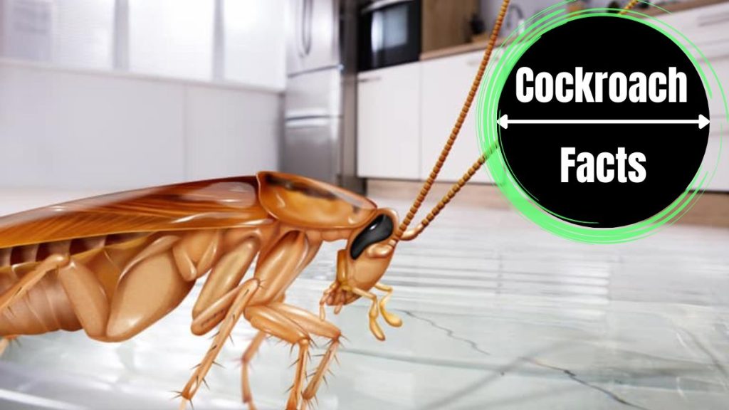 House Water Bugs A Complete Visual Guide The Cockroach Facts