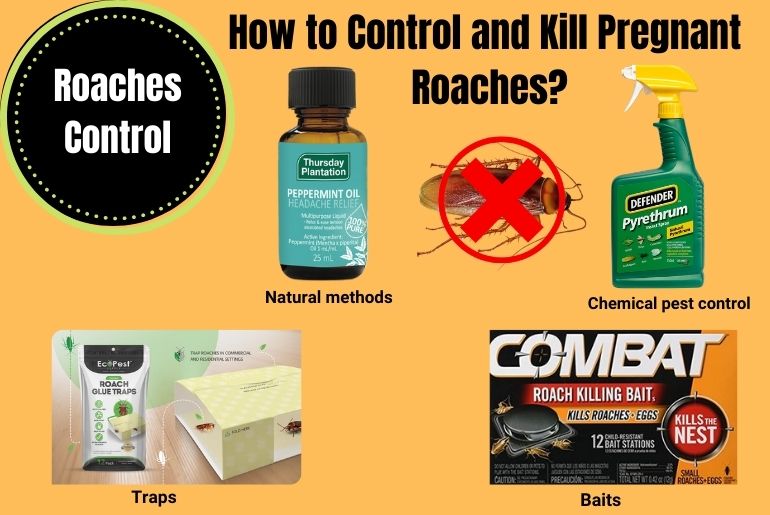 How to Control and Kill Pregnant Roaches?