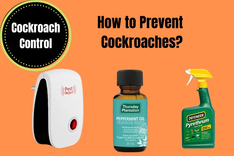 How to Prevent Cockroaches