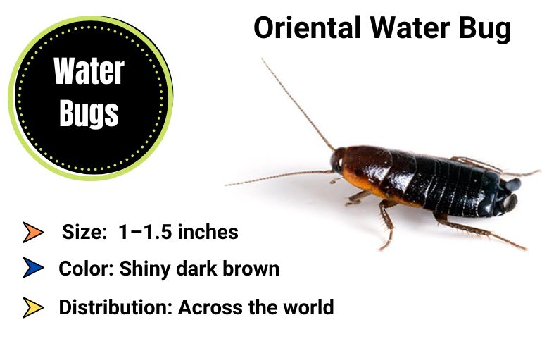  water Bug identification