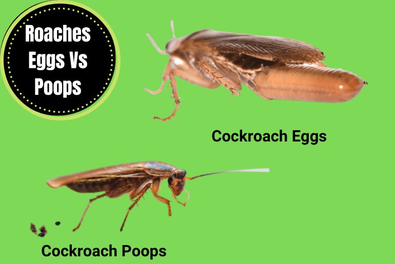 Roaches Eggs Vs droppings