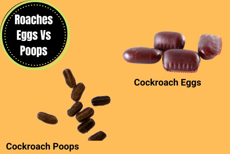 Roaches Eggs Vs Poops