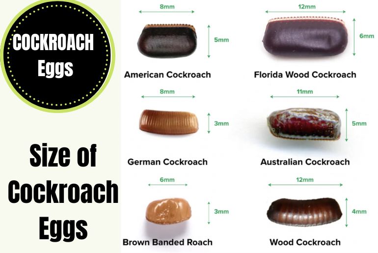 Size of Cockroach Eggs