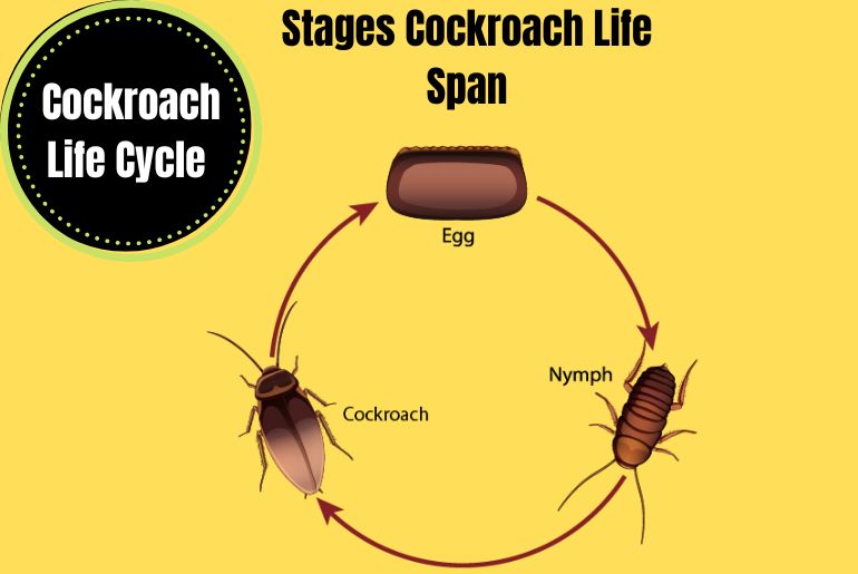 Stages in Cockroach Life Span