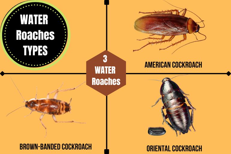 Water Roaches 