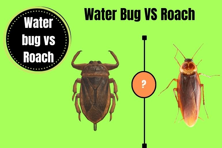 Water Bug Vs Roach BODY SIZE 