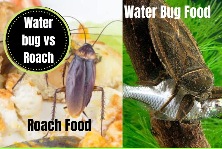 Water Bug Vs Roach FEEDING