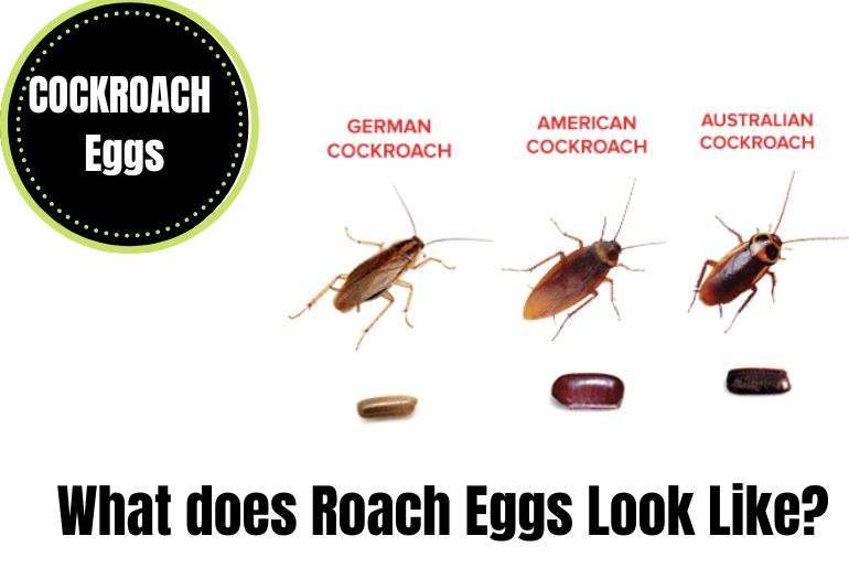 What does Roach Eggs Look Like