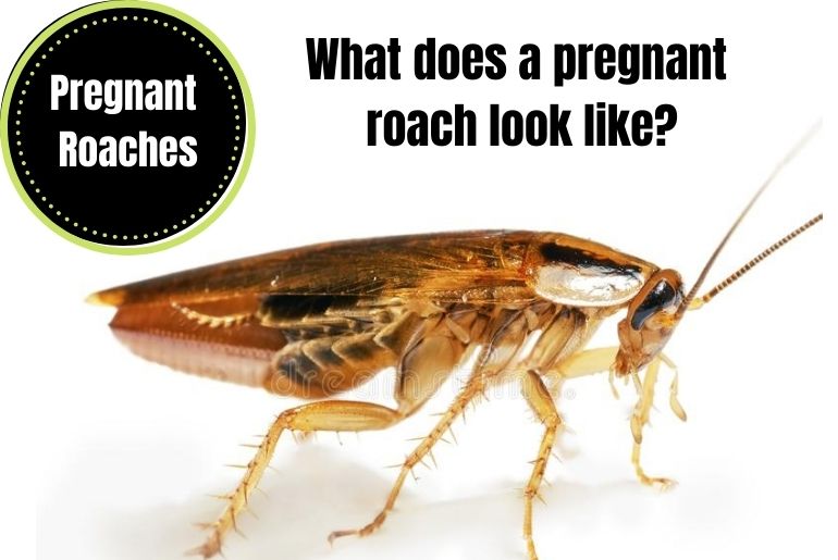 What does a pregnant roach look like