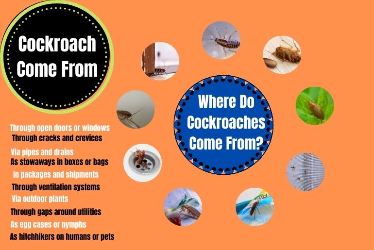Where Do Cockroaches Come From