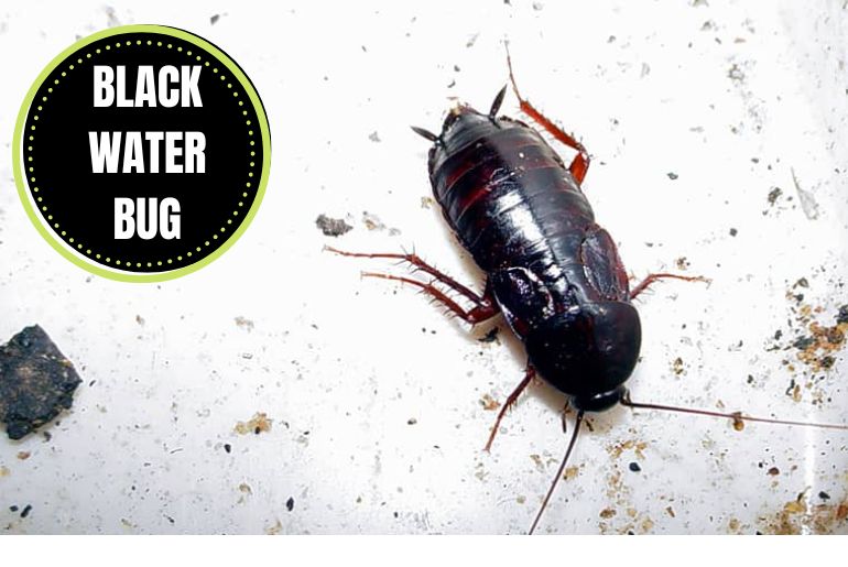 Black Water Bug 