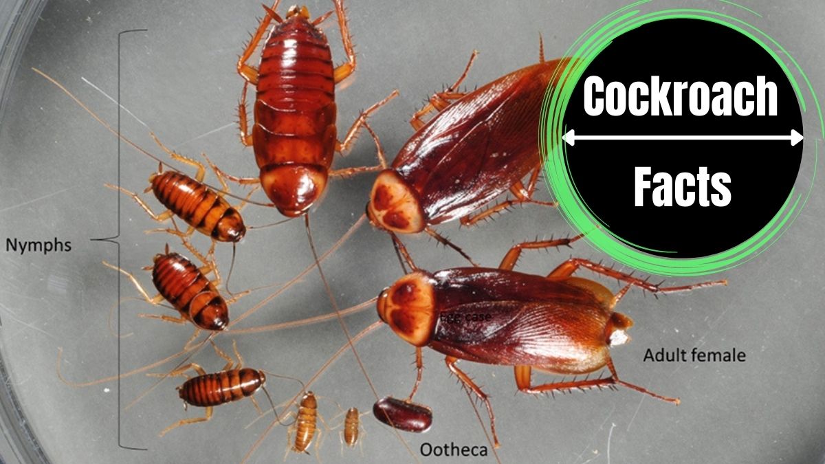 Cockroach Life Span