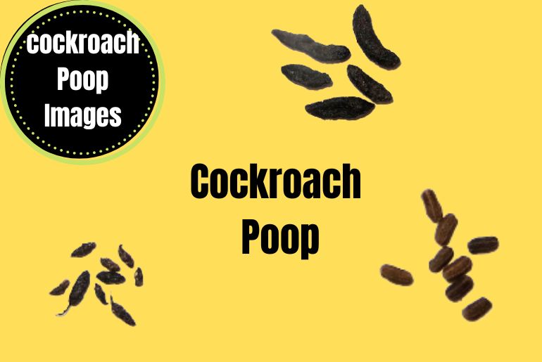 Cockroach Poop 
