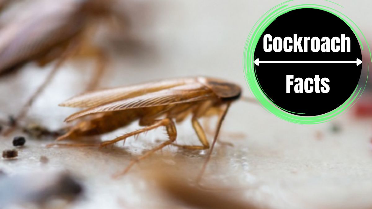 cockroach poop