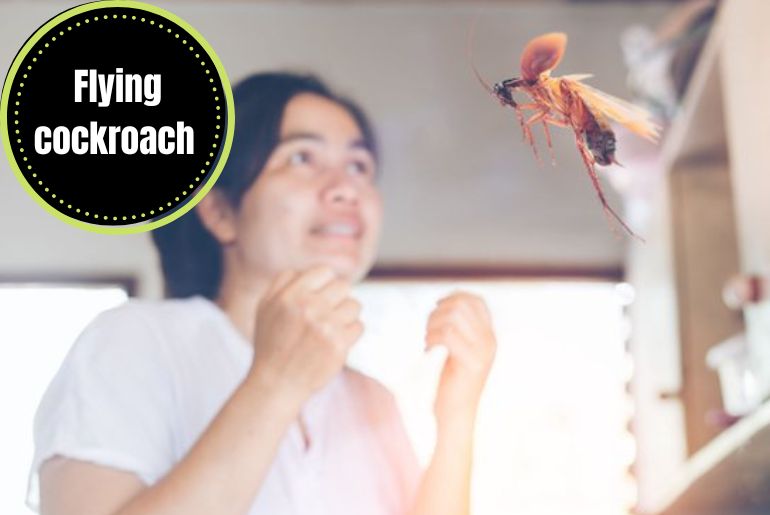 Flying Cockroaches