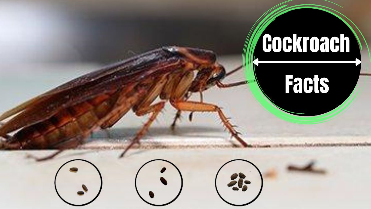 signs of cockroach poop
