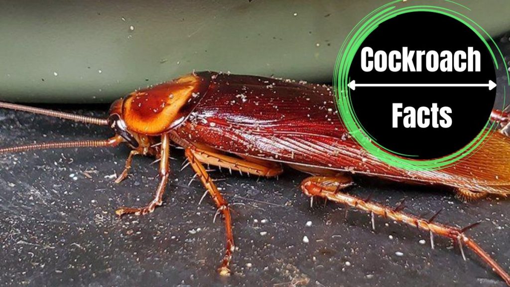 Water Bug Vs Roach Complete Guide With Pictures - The Cockroach Facts