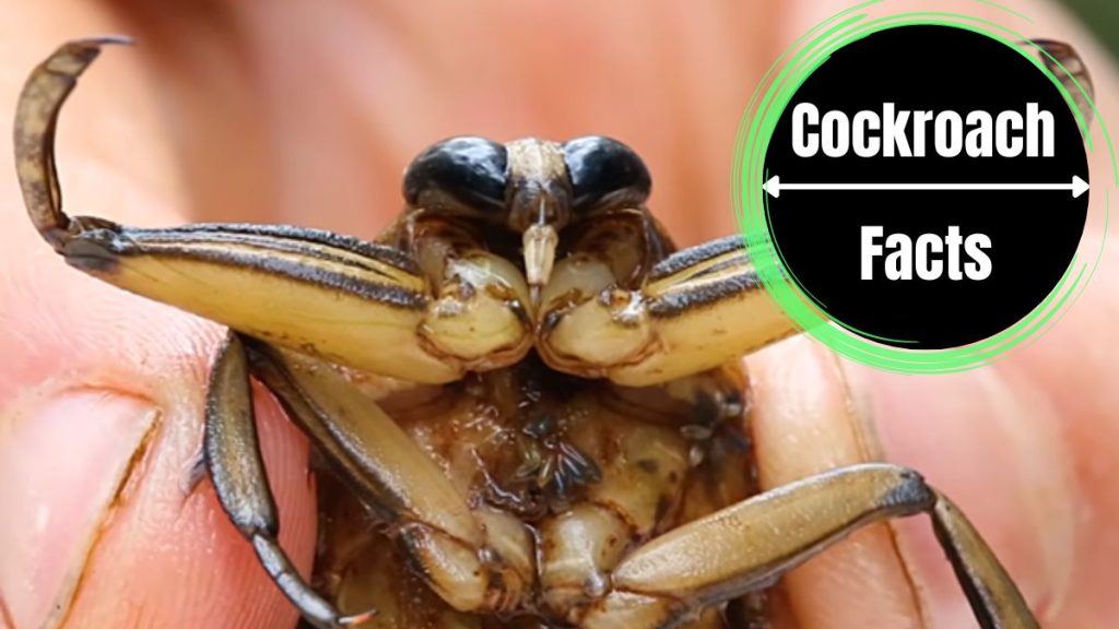 Water Bugs Bite Risk, Prevention and Treatment Guide The Cockroach Facts