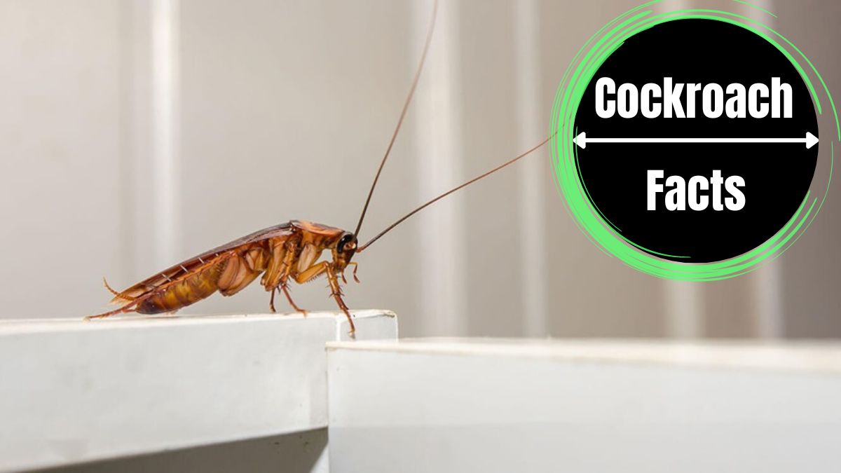 what smell do cockroaches hate