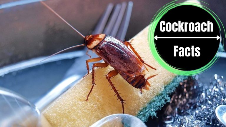 where do cockroaches come from in homes
