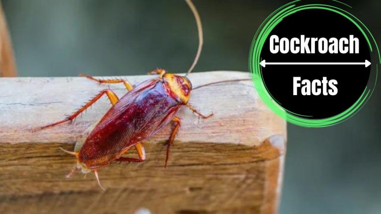 Are Cockroaches Dirty